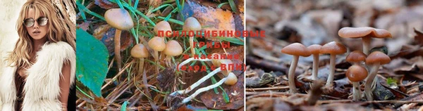 ГАЛЛЮЦИНОГЕННЫЕ ГРИБЫ Алзамай
