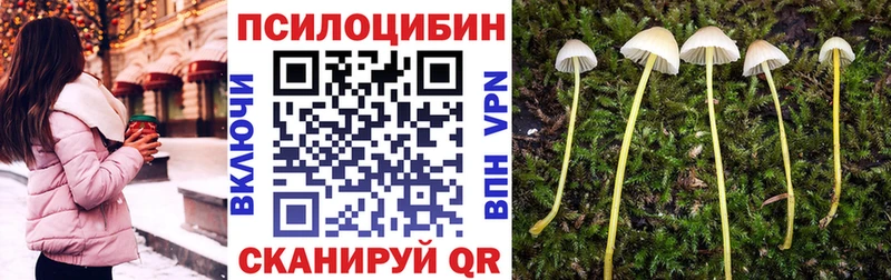 дарнет шоп Елизово Псилоцибиновые грибы Psilocybine cubensis